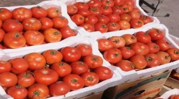 تغيرات ملحوظة في أسعار الخضروات بالأسواق خلال تعاملات يوم السبت 7 مارس 2026